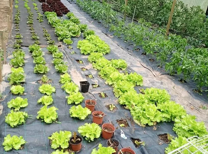 Casa Cuevas 게스트하우스 Caín